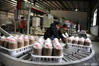 孟州化工鎮(zhèn) 小“菌棒”撬動大產(chǎn)業(yè)，精準(zhǔn)咨詢助企業(yè)開拓廣闊市場